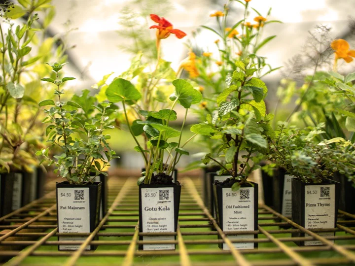 Grow Your Health With Herbs