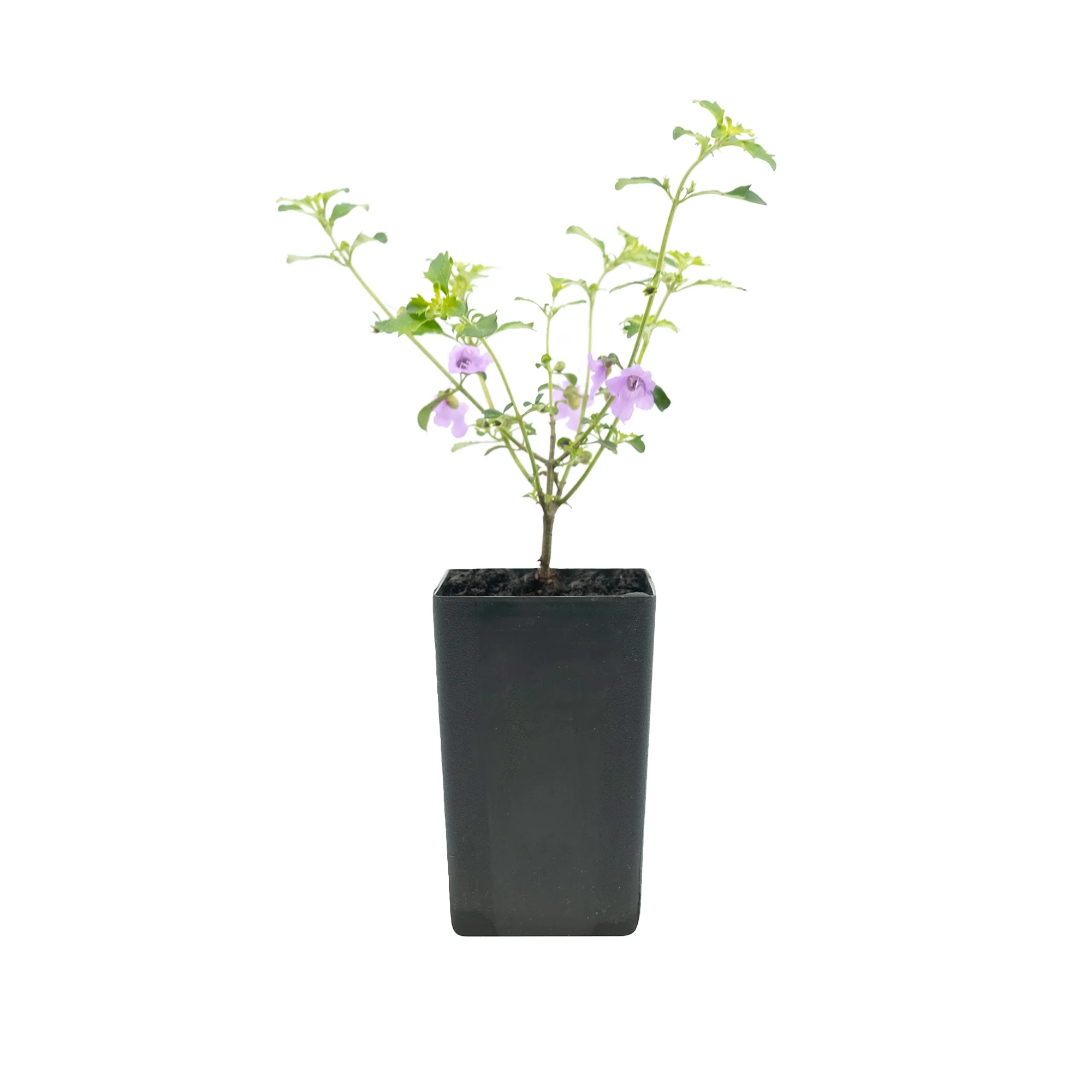 Herb Plants