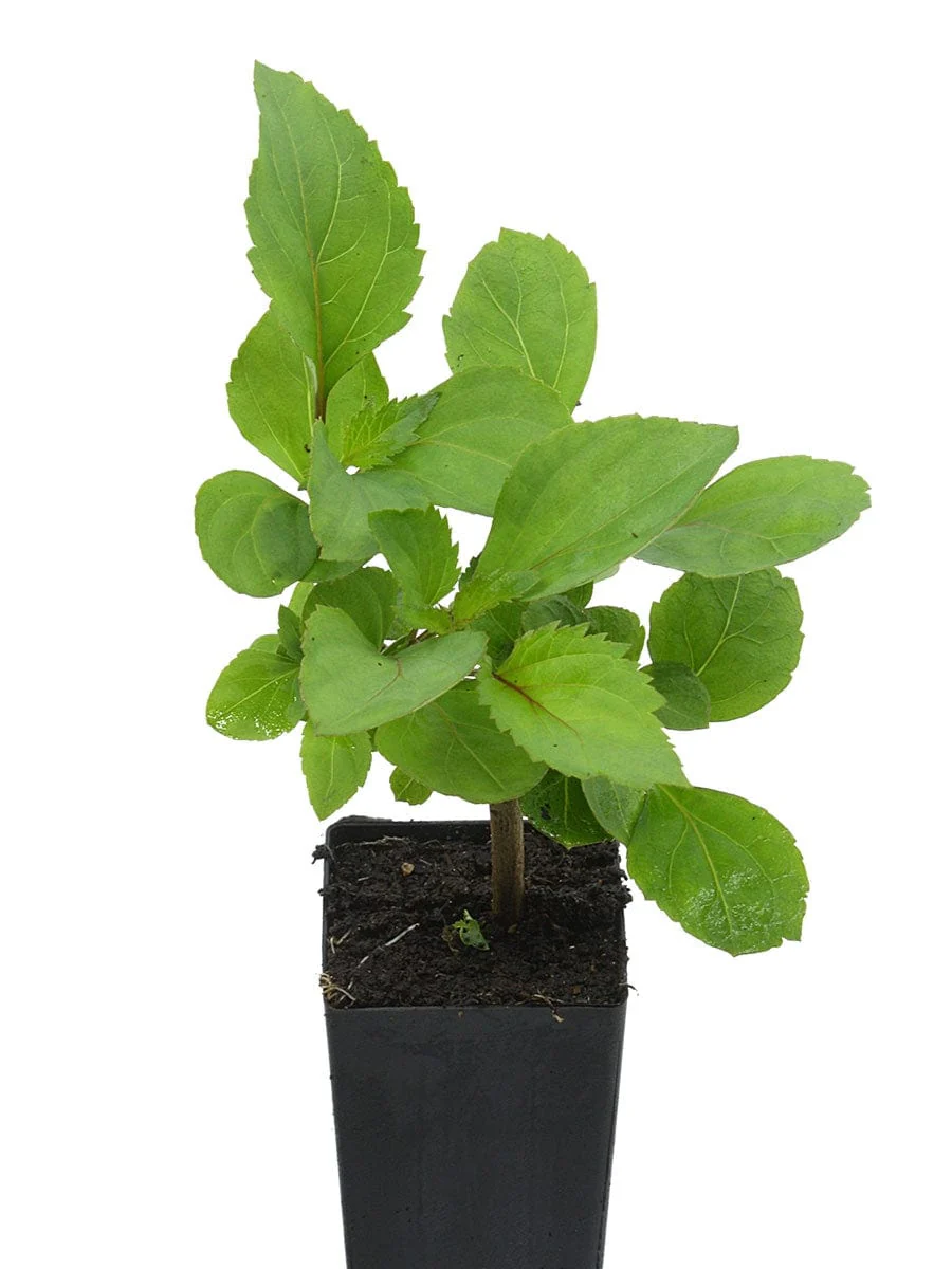 Cottage Garden Plants