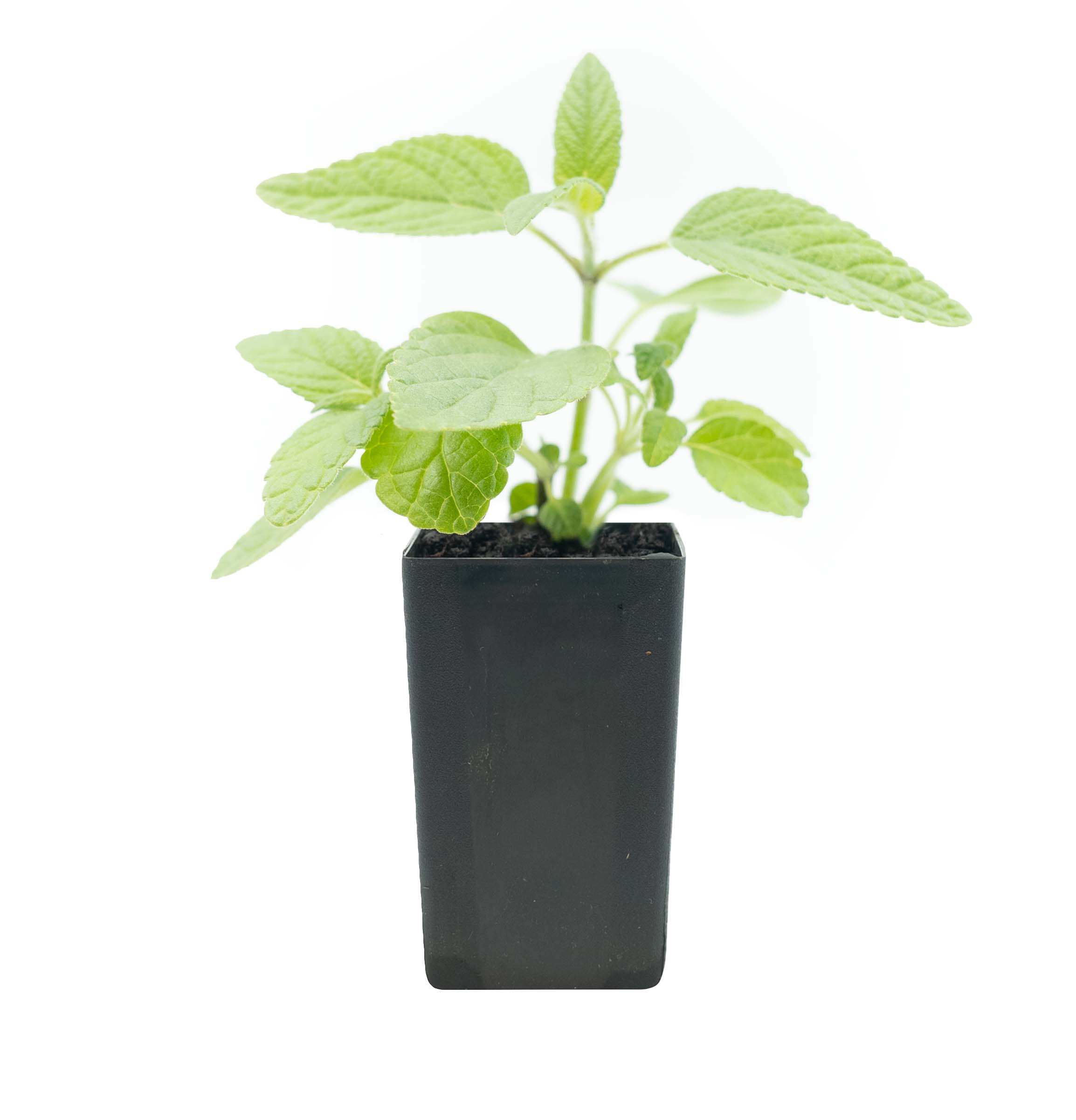 Perennial Herbs
