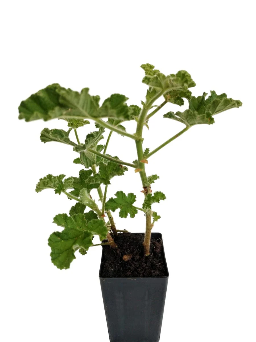 Scented Geraniums